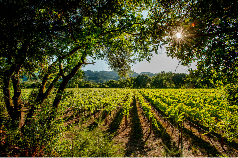 Sunlit vineyard with lush rows framed by towering trees.