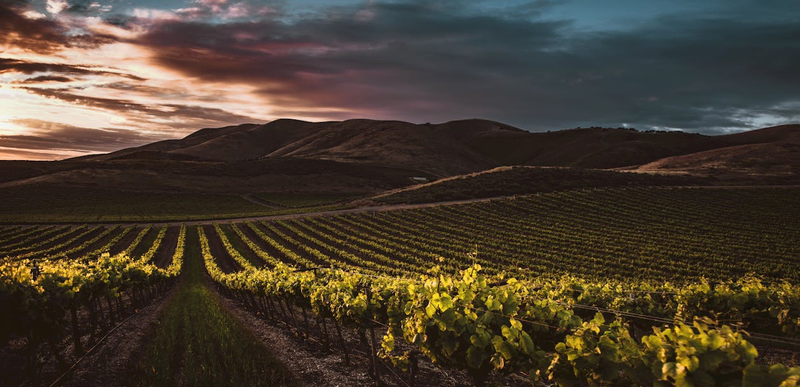 V. Sattui Vineyard at dawn