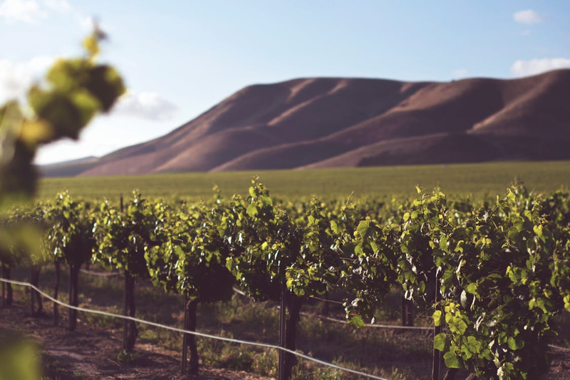 V. Sattui Vineyard with a mountain background