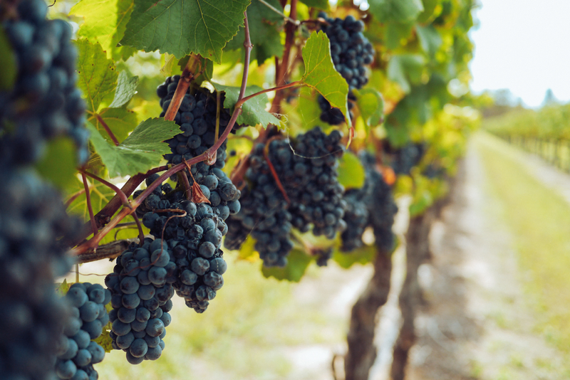 Close-up of ripe grapes hanging on the vine in a vineyard.