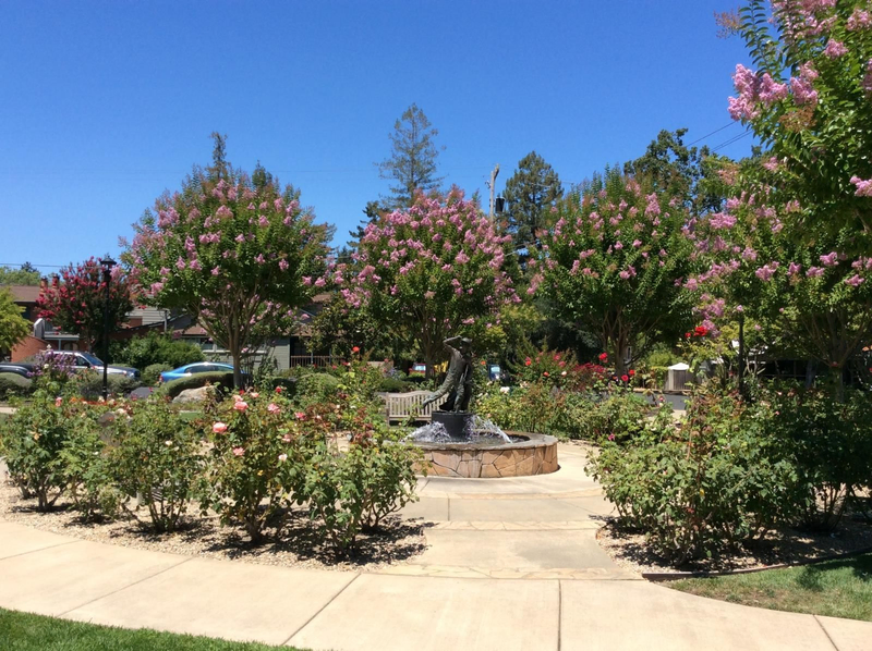 V. Sattui garden with blooming trees, flowers, and a fountain.