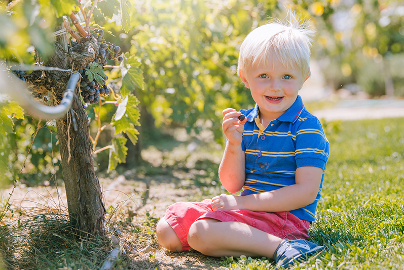 Child in vineyard with fresh picked grape.